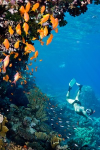 Buck Island Snorkeling