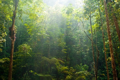 St Croix Caribbean Rainforest