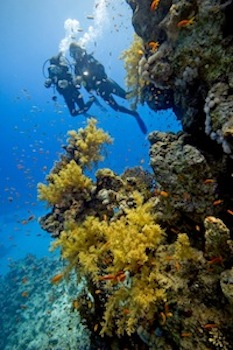St Croix Scuba Diving