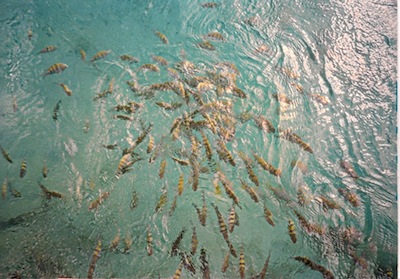 St Croix Snorkeling St Croix Snorkeling