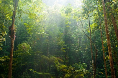 St Croix Caribbean Rainforest St Croix Caribbean Rainforest
